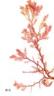 Plocamium